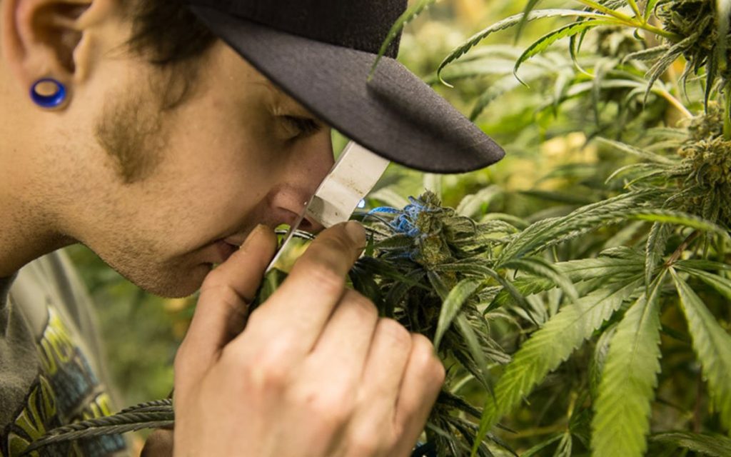 A cannabis grower checking the health of a growing cannabis plant