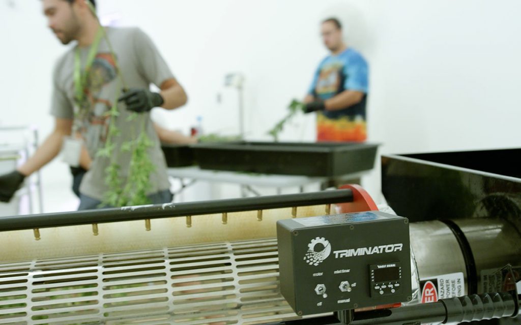 Keeping-Pace-with-the-Industrialization-of-Cannabis