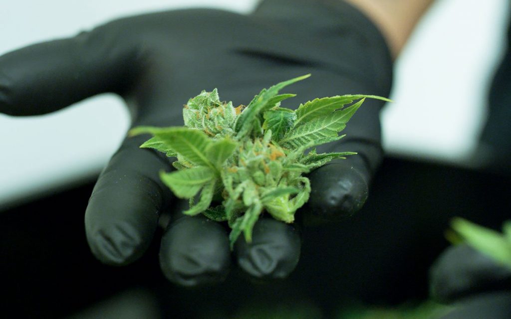A fresh wet bud before being trimmed