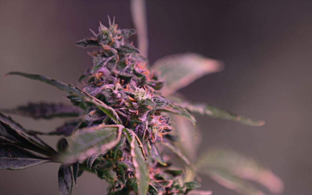 Dry trimming or wet trimming? Which is right for your bud?
