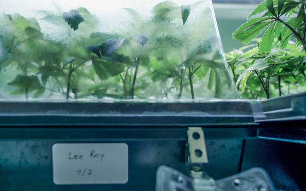 Mastering the Vicious Cycle of Humidity for Indoor Marijuana