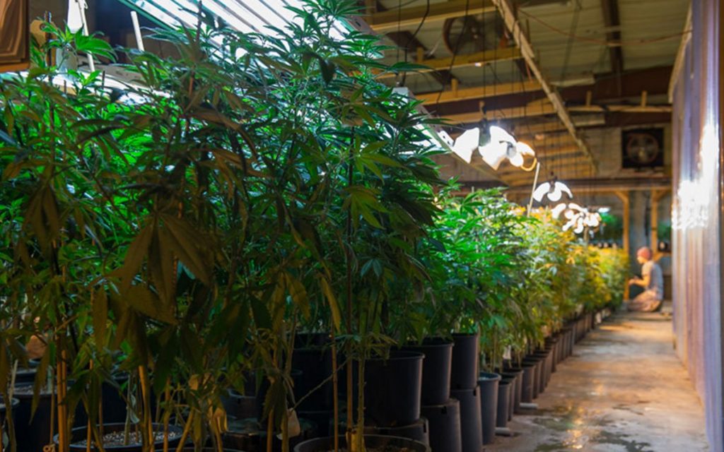 Images of an indoor cannabis grow.
