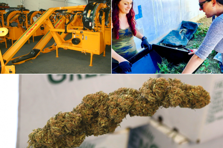 CBD Hemp Flower Harvesting Wet and Dry Processing