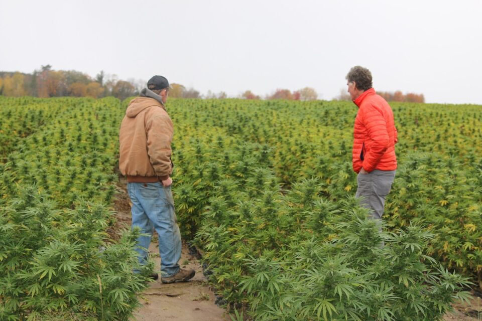 two men standing in a vast field of cannabis plants