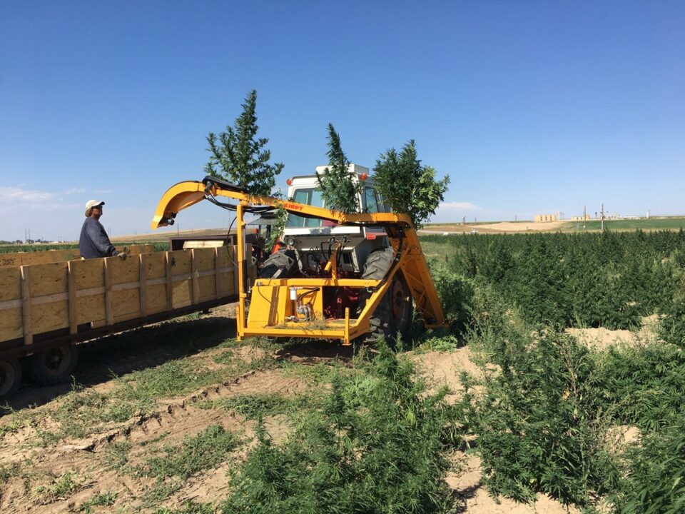 kirpy harvesting hemp plants from the ground and depositing them into a bin