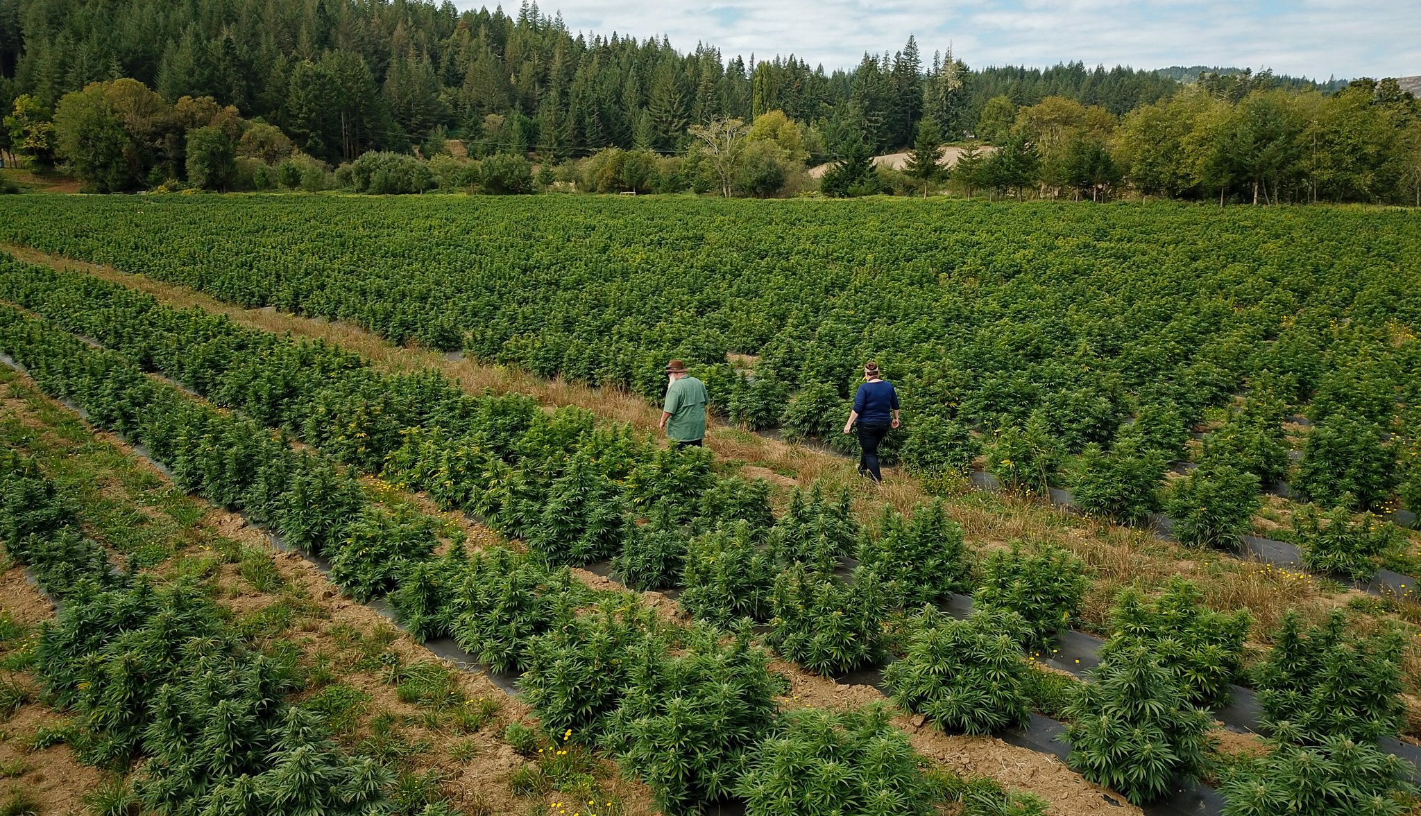 50 acres of cbg hemp