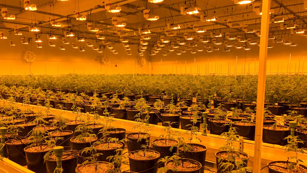 large indoor cannabis grow