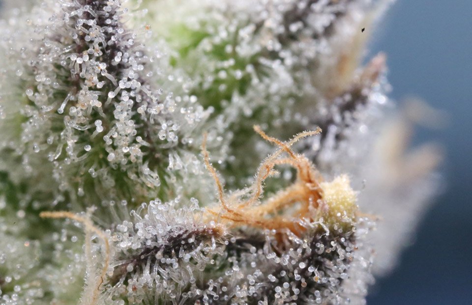 close up of cloudy trichomes on a bud