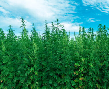 outdoor cannabis harvest