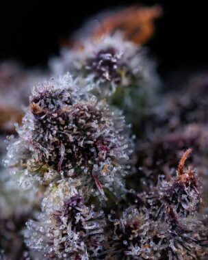 cannabis trichomes