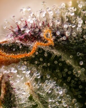 trichomes