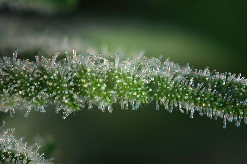 trichomes