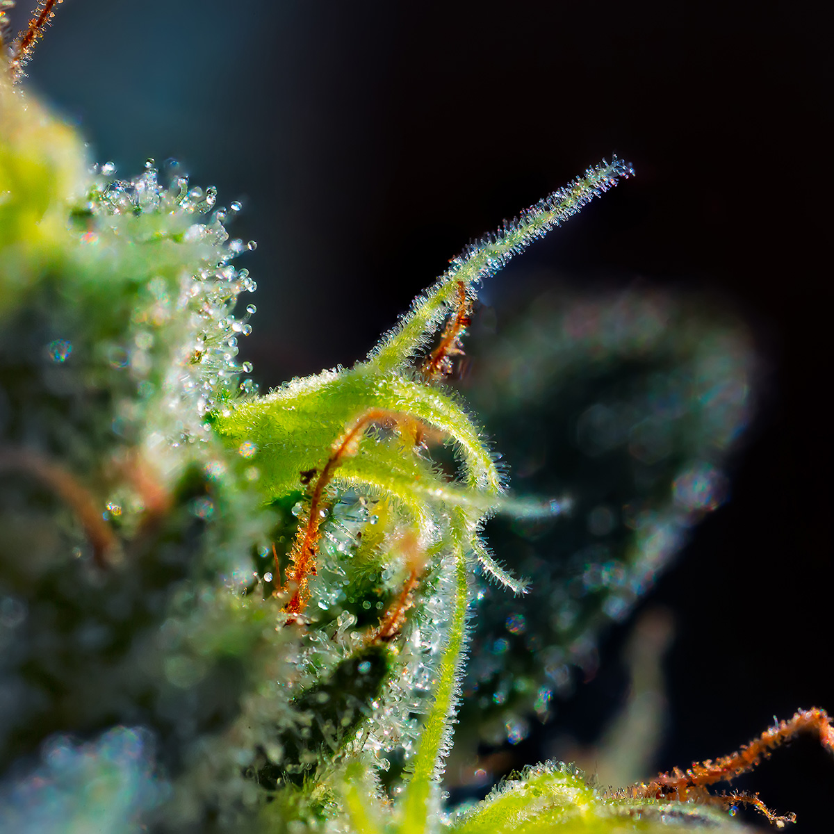 trichomes on cannabis flower where terpenes are created