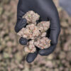 Dry Bud Trimmer Series - Image 5