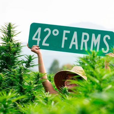 Farm worker in field of cannabis holding a street marker that says '42° Farms'