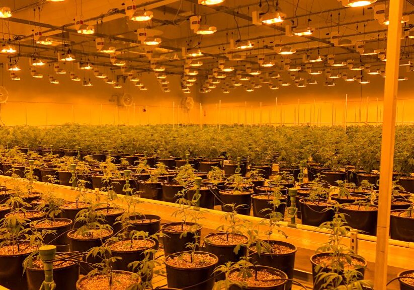 large indoor cannabis grow