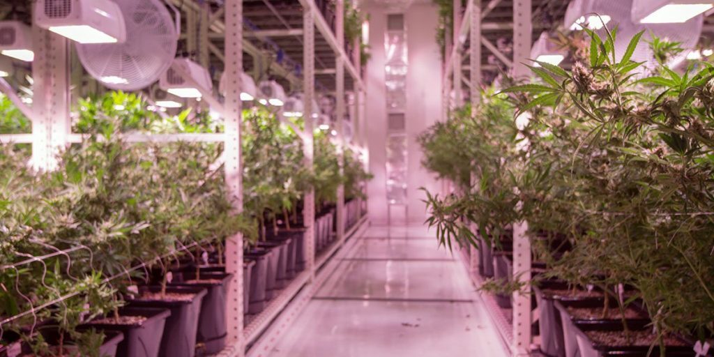 A view inside The Grove Nevada cannabis grow facility