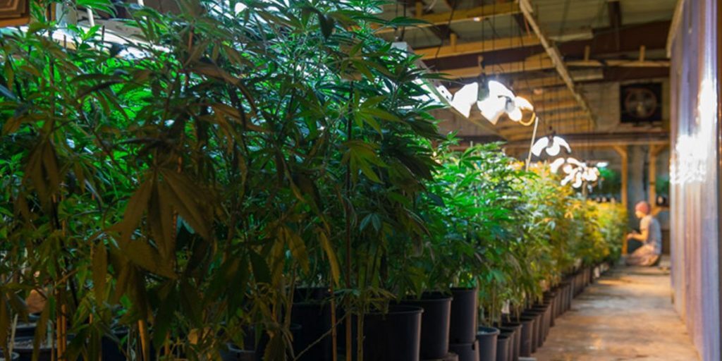 Images of an indoor cannabis grow.