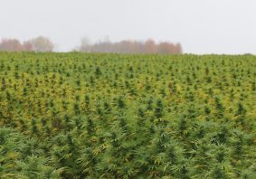 cannabis-crop