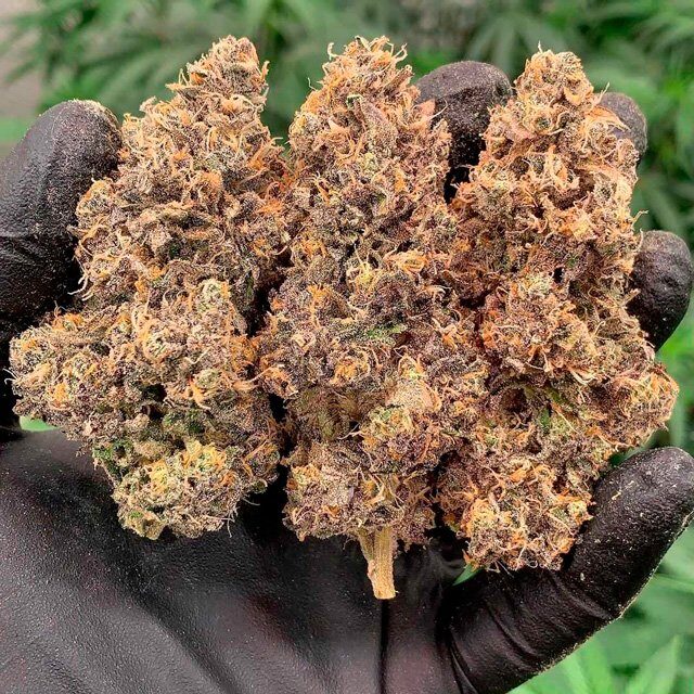 clearly-grown handful of weed nugs